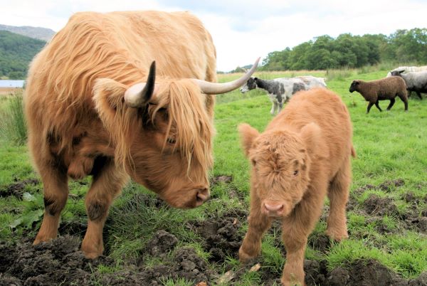 Discover highland cows in the neighbouring field when you stay at Loch Achray Hotel.
